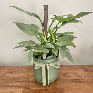 Wolf's Head Philodendron